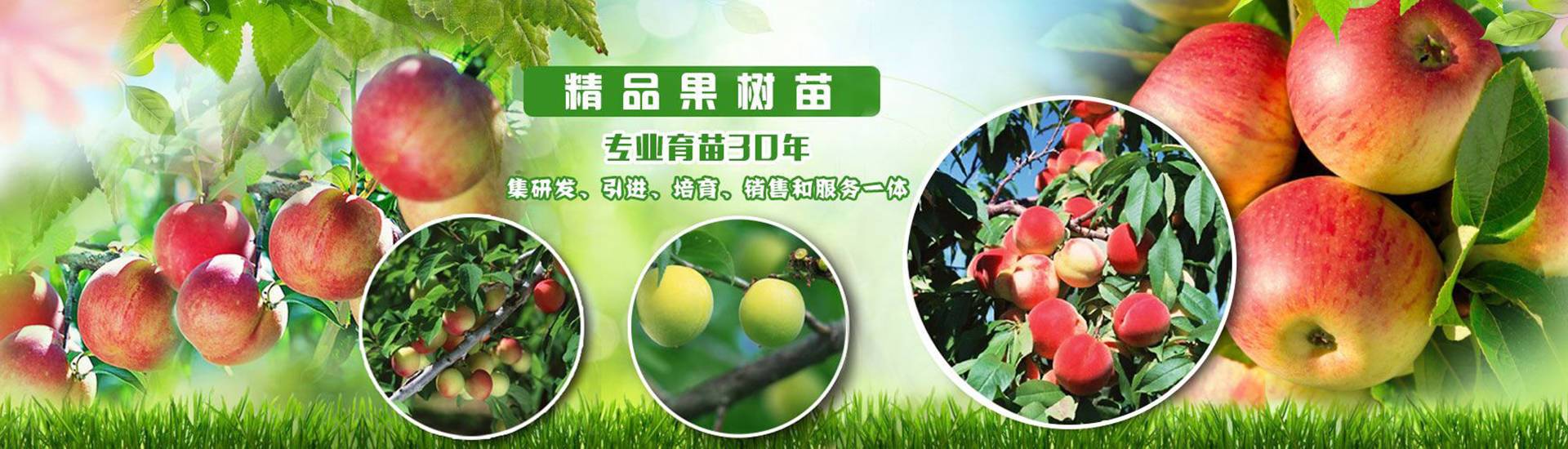 果樹(shù)苗基地