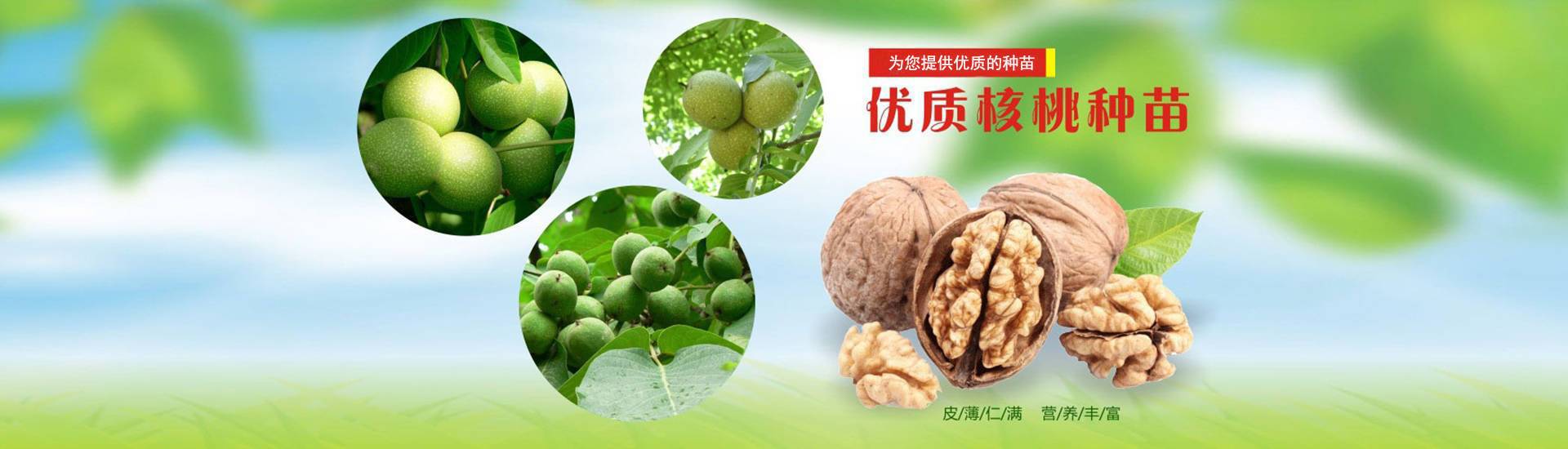 果樹(shù)苗批發(fā)