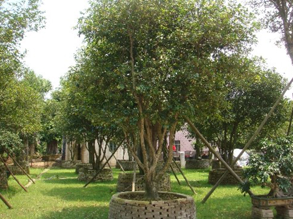 花苗木采購(gòu)——校園建設(shè)