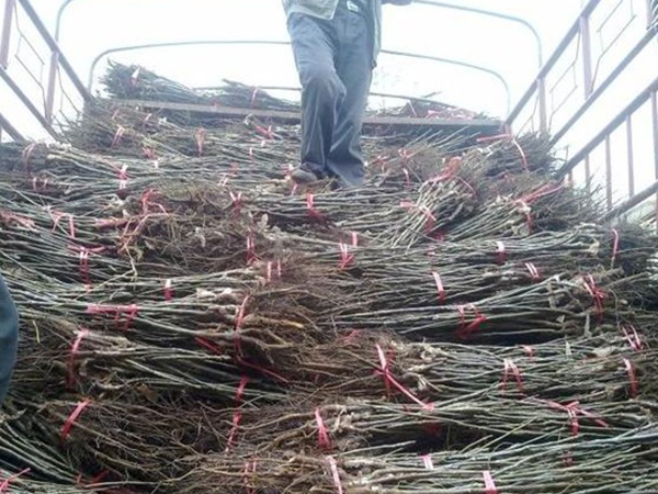 邢臺(tái)苗木公司核桃苗采購(gòu)