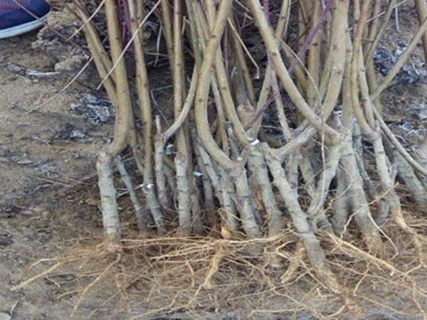 邯鄲萬(wàn)博園小區(qū)物業(yè)劉主任