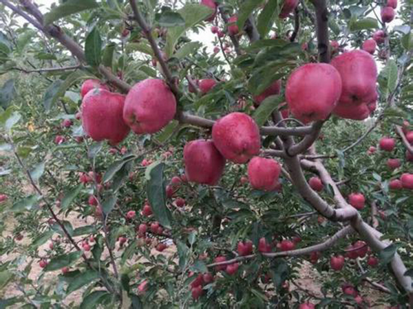 永年區(qū)永合會(huì)鎮(zhèn)聰明山邢老板