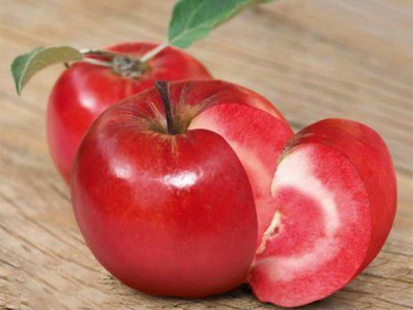 紅肉蘋果苗
