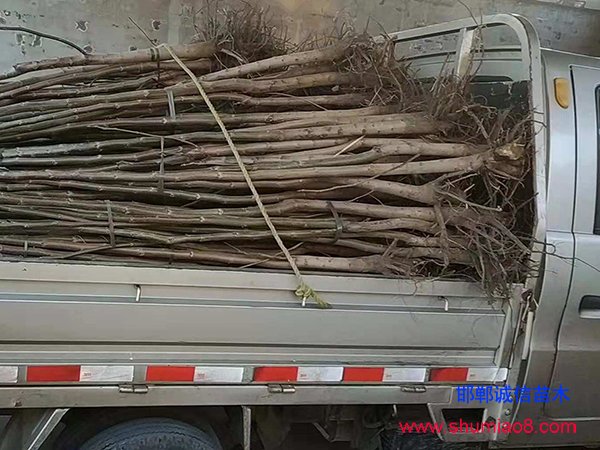 核桃苗裝車發貨