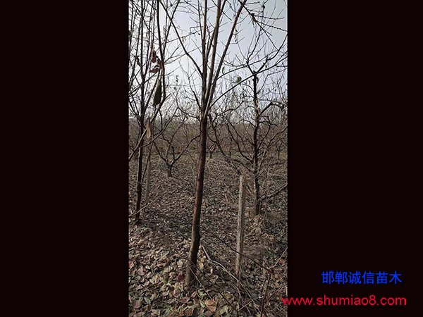 柿子苗基地實拍