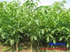 武安3公分核桃苗批發