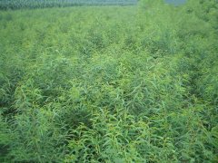 叢臺區1公分桃樹苗批發