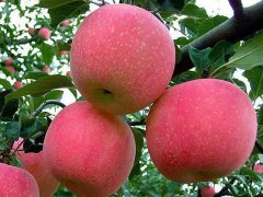 肥鄉(xiāng)3公分蘋果樹苗批發(fā)