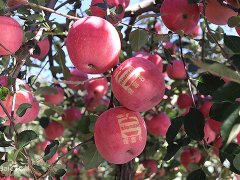 煙富8（神富一號(hào)）