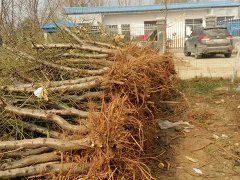 邯鄲占地桃樹(shù)苗批發(fā)