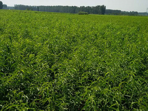 邯鄲占地桃樹苗