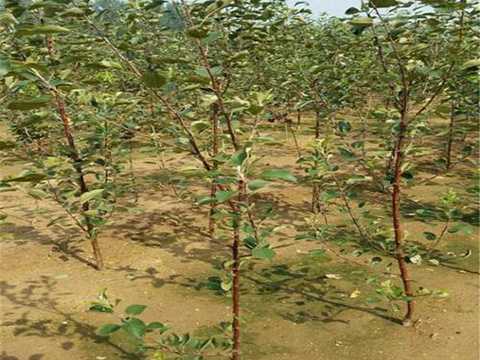 3公分裸根蘋果樹苗實拍