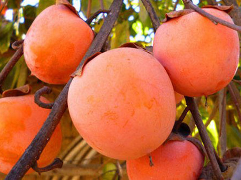 邯鄲哪有賣柿子樹苗的?邯鄲柿子苗批發基地