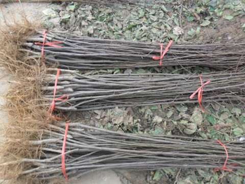 邯鄲蘋果苗批發(fā)