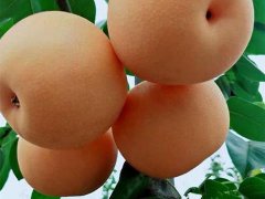 秋月梨樹(shù)苗