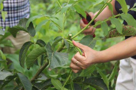 1一4年核桃樹如何修剪，分層修剪并處理背后枝