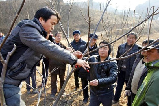 1一4年核桃樹如何修剪，分層修剪并處理背后枝