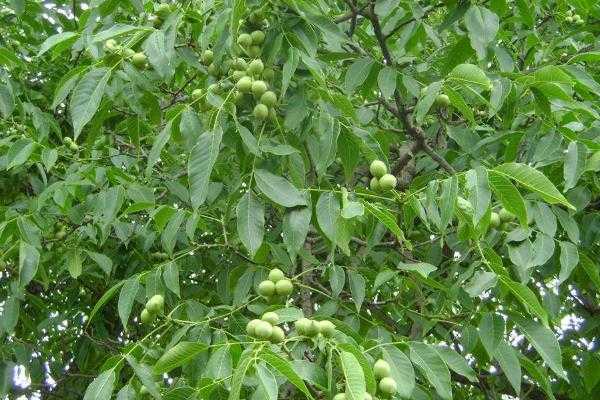 五畝核桃一年收入多少,附核桃種植條件(適宜的地區)