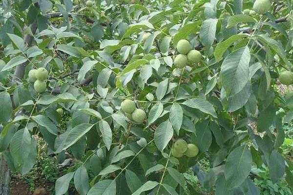 五畝核桃一年收入多少,附核桃種植條件(適宜的地區)